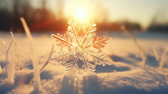 冬天的太阳冬天在雪地上超精致的雪花设计图片