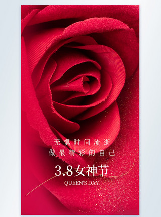 特写玫瑰38妇女节摄影图海报模板