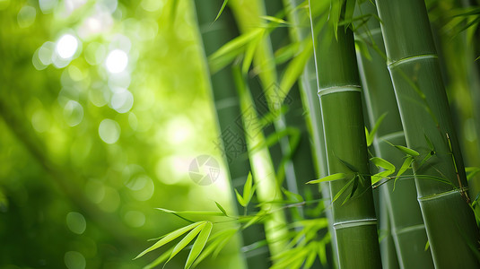 干竹子清翠绿色竹子插画