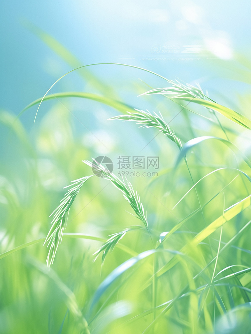 春季嫩绿色的草丛卡通背景图片
