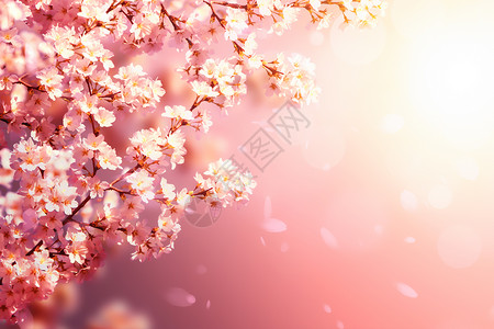粉色唯美春季樱花图片