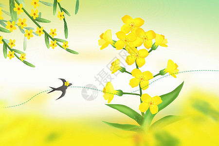 春季赏花油菜花背景图片