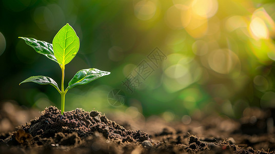 小植物长在肥沃的土壤图片素材