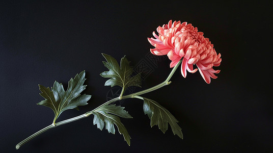 花朵摄影粉色大朵美丽的菊花插画