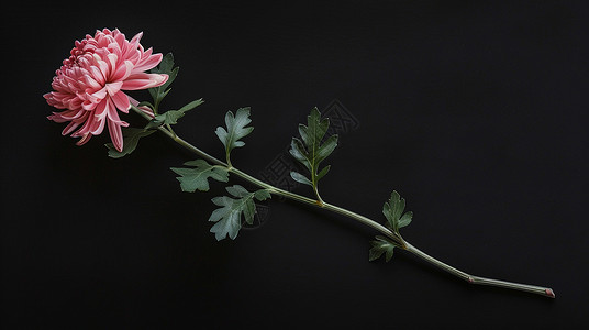 花朵摄影黑色背景下一株粉色大朵美丽的菊花插画