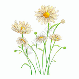 鲜艳鲜花植物小雏菊GIF高清图片