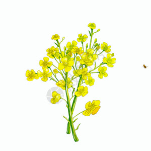 植物摆放油菜花GIF高清图片