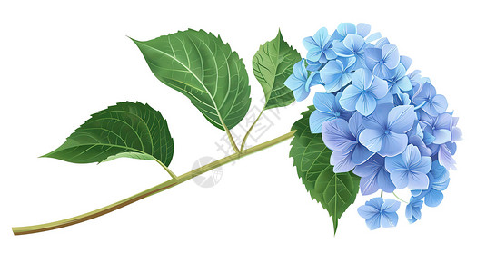 花朵插图蓝色绣球花插图插画