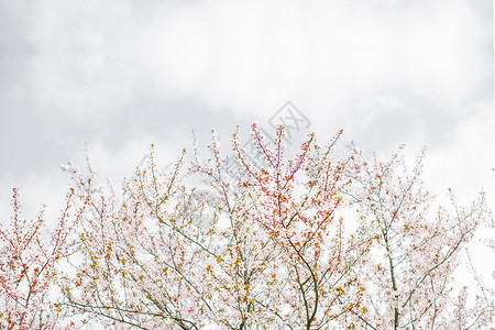 樱花留白樱花盛开的季节背景