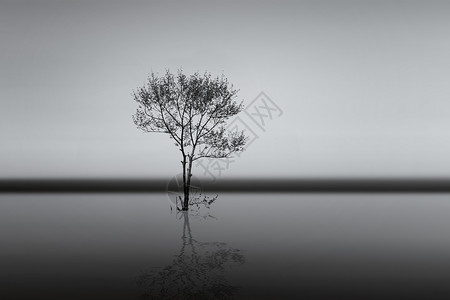 孤独不寂寞黑白树素材高清图片