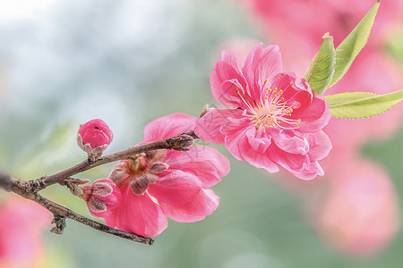 桃花桃花开放高清图片