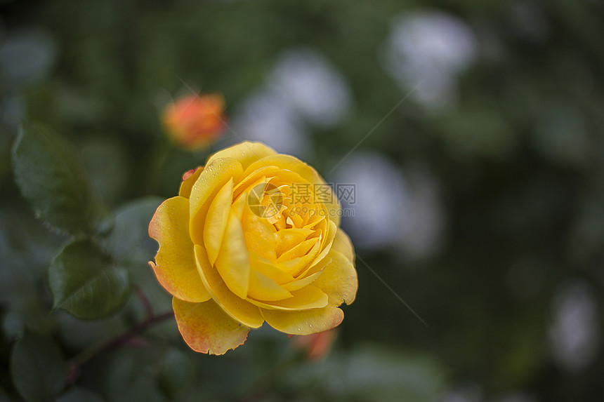 月季花图片