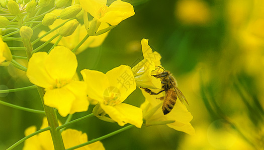 蜜蜂石南花蜂蜜高清图片