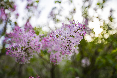 丁香粉丁香捧花高清图片