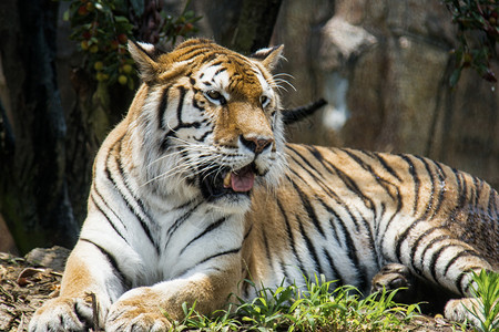 动物园老虎虎，最大的猫科动物背景