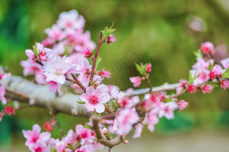 桃树枝龙泉桃花摄影背景