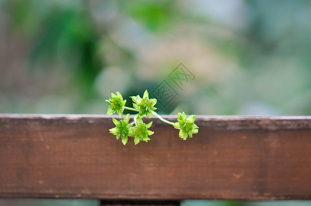 重瓣小蜡菊背景图片