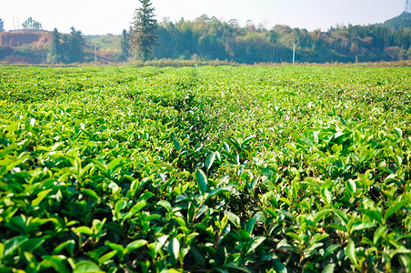 大片茶叶树绿茶图片
