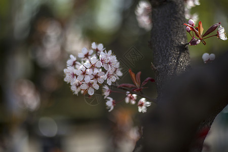 小白雪梅花瓣繁密高清图片