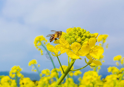 油菜花上的蜜蜂背景图片