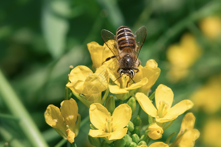 蜜蜂采蜜黄花高清图片素材