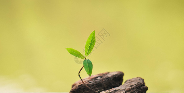 树苗长大素材小树苗特写背景