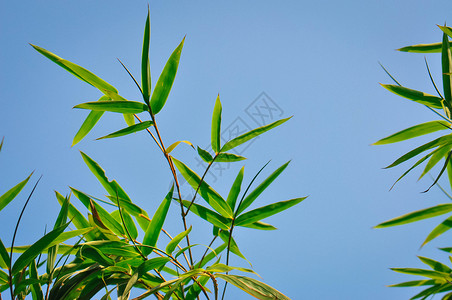 清新的绿竹子天空的竹叶背景