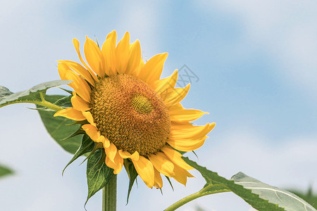 丽江向日葵背景图片