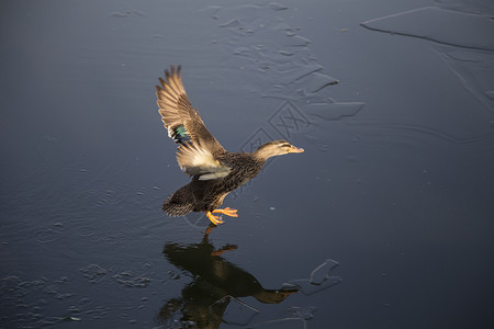 野鸭起飞起飞活动高清图片