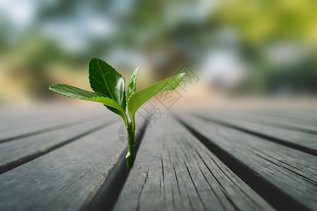 小清晰小草生命背景