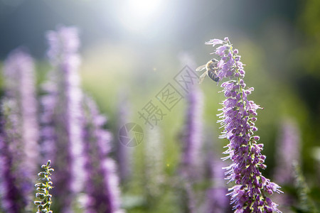 蜜蜂恋花背景图片