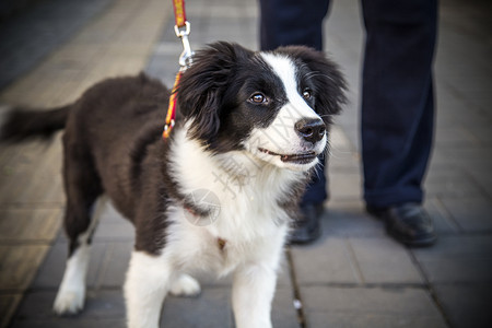 伴侣狗黑色和白色犬科高清图片