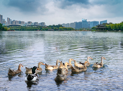 一群鸭湖里的鸭 鹅背景