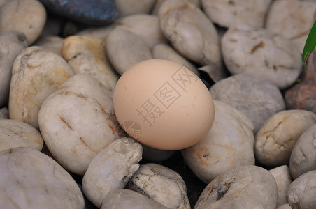石头上的鸡蛋背景图片