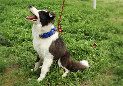 狗狗项圈中型犬高清图片