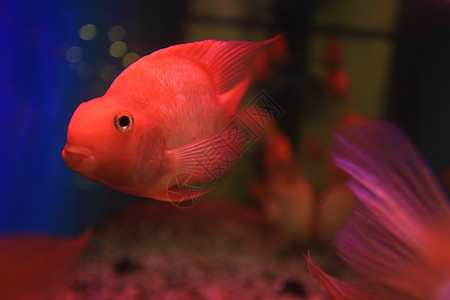 红鱼干动物金鱼背景