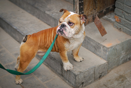 外国种狗斗牛犬背景