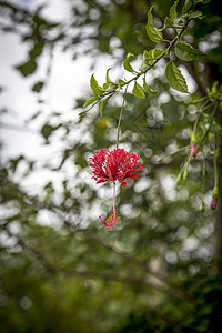 槿花背景图片