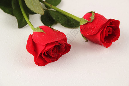 红色玫瑰玫瑰细节高清图片