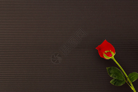玫瑰七夕黑色摆拍高清图片