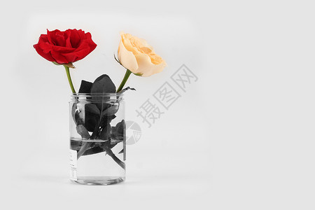 花朵素材黑白插花作品花瓶里的玫瑰背景