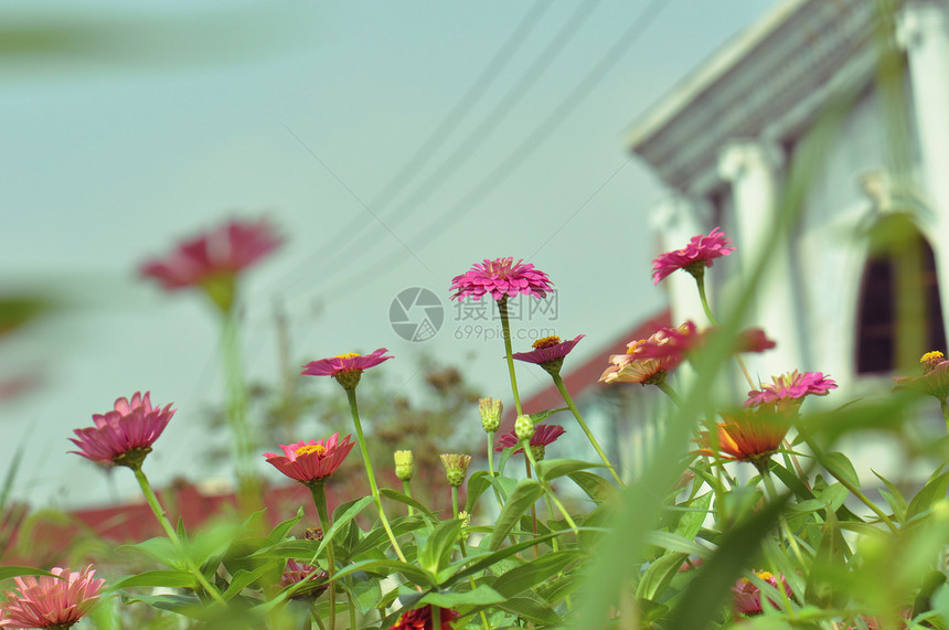 五彩缤纷的花卉百日菊图片