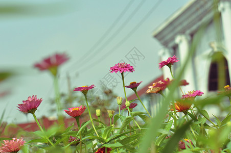 五彩缤纷的花卉百日菊高清图片