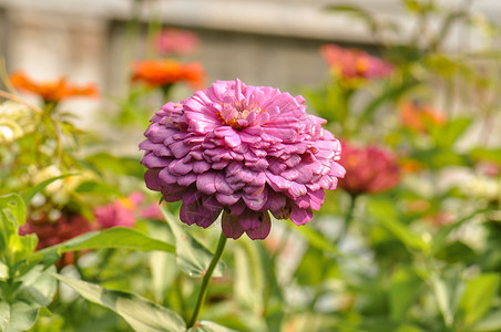 粉色菊花百日菊一片花园高清图片