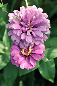 2朵粉色的花 百日菊图片