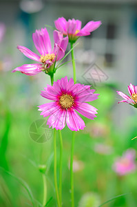 格桑梅朵3朵格桑花背景