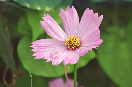 格桑花细节特写图片