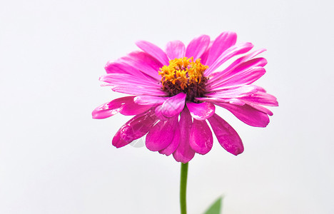 白背景上的粉色花百日菊背景图片