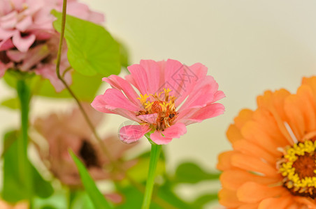 百日菊花背景图片