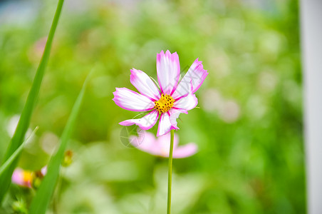 粉紫色渐变背景渐变的花卉背景